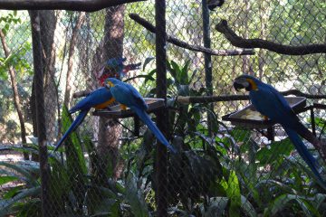 BOSQUE ZOOLÓGICO FÁBIO BARRETO REABRE NA PRÓXIMA SEMANA