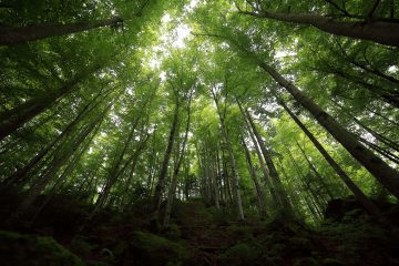 Novo Código Florestal completa nove anos nesta terça com avanços na Lei