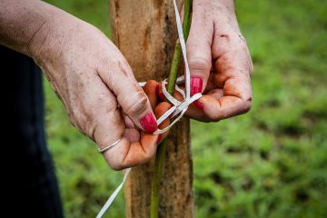 ArboreSer: plantio voluntário será realizado em Bonfim Paulista