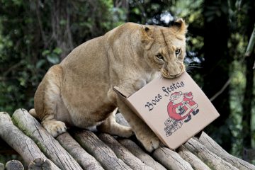 No mês do Natal, Zoológico de SP distribui presentes para os animais