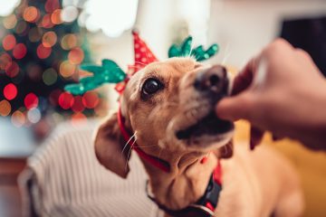 Orientações para garantir o bem-estar dos pets durante as festas de fim de ano