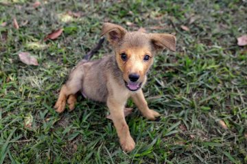 Mais de 100 cães e gatos estão ansiosos para encontrar uma família durante a feira de adoção promovida pela DBEA