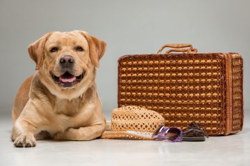 O que considerar ao levar seu pet para viajar? Veja dicas que podem ajudar você