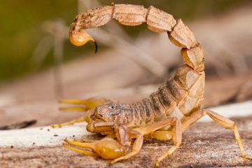 Escorpiões: quem são esses animais temidos pela população humana?