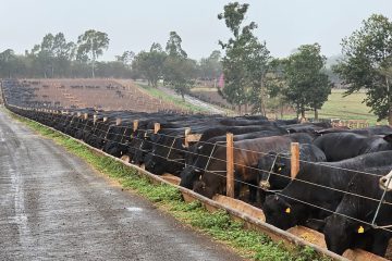 Especialista prevê “apagão” de cortes bovinos de qualidade superior nas gôndolas