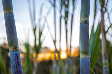 Vendas diárias de etanol hidratado no mercado doméstico crescem 11% em fevereiro