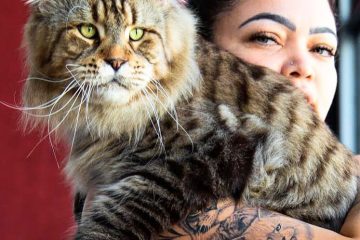 Iguatemi Ribeirão Preto recebe “Cat Show” com mais de 15 raças de gatos