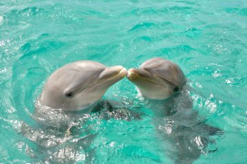 PROGRAMA DE NADO COM GOLFINHOS NA ILHA DE CURAÇAO