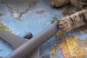 Vai viajar de avião com o seu pet? Saiba quais são as regras