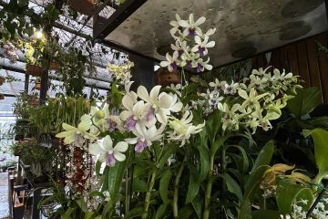 Festival das Orquídeas segue até sábado em Ribeirão Preto com entrada gratuita e flores direto de Holambra