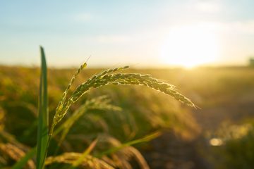 Pesquisa aponta impacto de R$ 49,6 milhões da Agrishow 2026 na economia turística de Ribeirão Preto