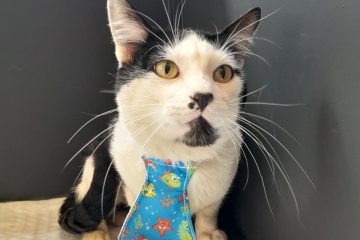 ShoppingSantaÚrsula promove encontros para adoção de cães e gatos em outubro